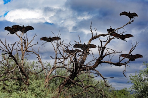 Turkey Vultures
Tonto National Forest, Rio verde, AZ. Turkey Vultures
Tonto National Forest, Rio verde, AZ.